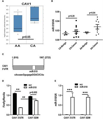 MicroRNA-510 mediated negative regulation of Caveolin-1 in fibroblasts promotes aggressive tumor growth